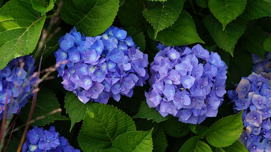 garden, flowers, hydrangea, leaf, plant part, freshness, beauty in nature HD wallpaper