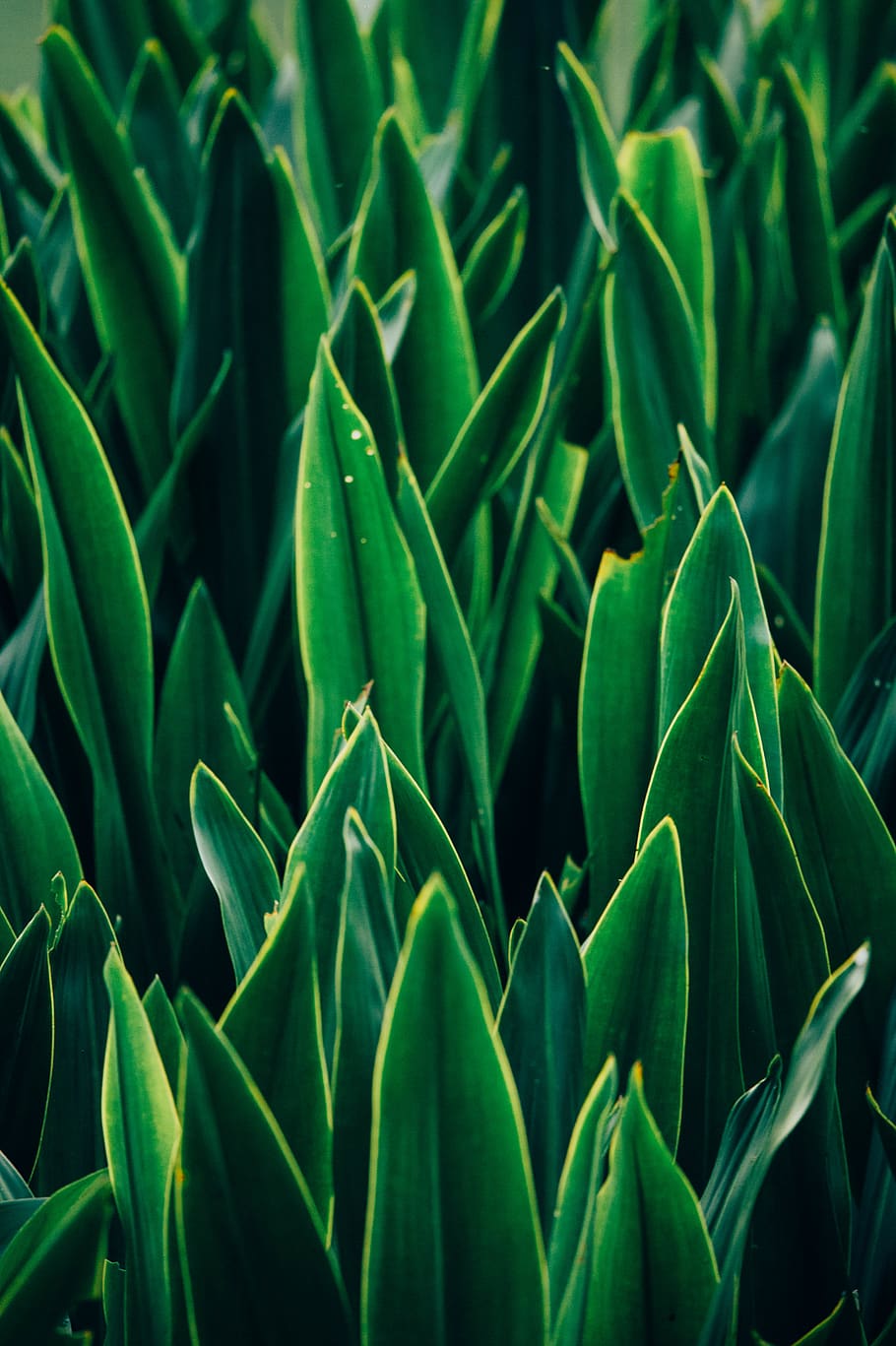 green snake plants, grass, greenery, aloe, flora, spikes, detil HD wallpaper