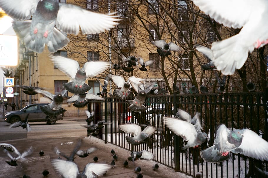 Flock of Pigeons Near Black Fence, animals, avian, beak, birds, HD wallpaper