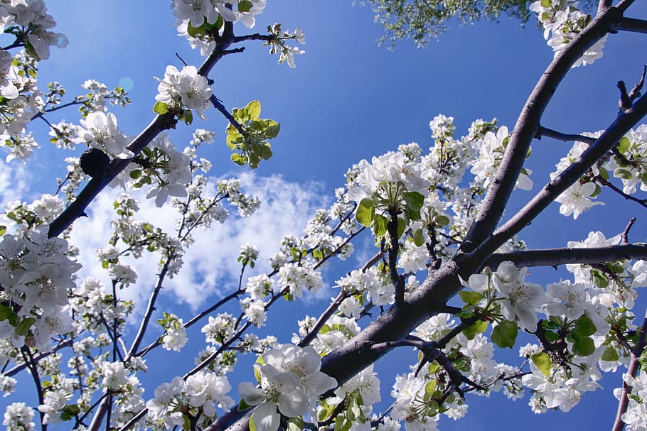 tree, natural, day, flower, flowers, bloom, springtime, blue HD wallpaper