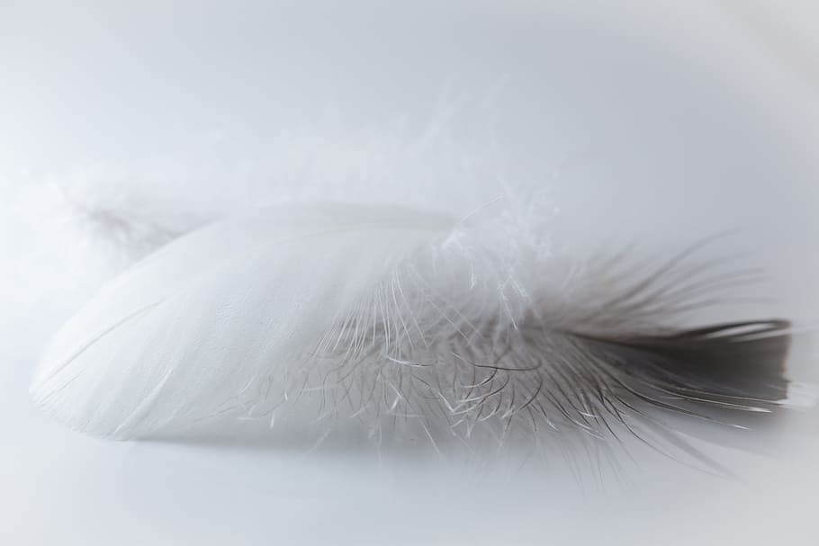 Selective Focus Photography of Feather, abstract, art, blur, clean HD wallpaper