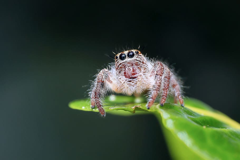 spider, jumping, tiny, nature, animal, wild, insect, animal themes HD wallpaper