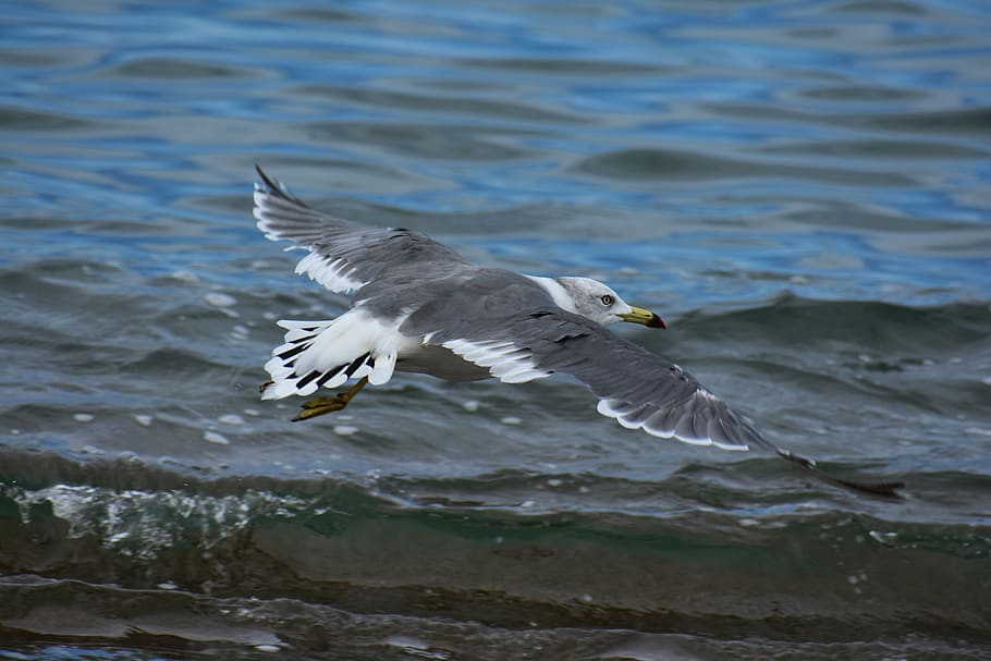 animal, sea, beach, wave, bird, wild birds, seabird, sea gull HD wallpaper