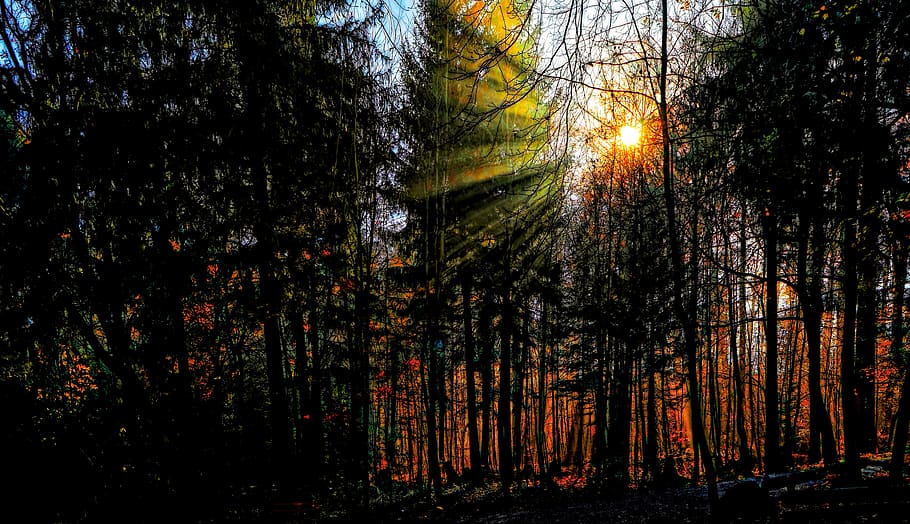 switzerland, landscape, tree, sunset, autumn, light, forest HD wallpaper