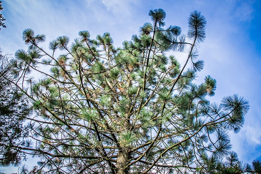 needles, tree, pine, green, nature, conifer, branch, cones HD wallpaper