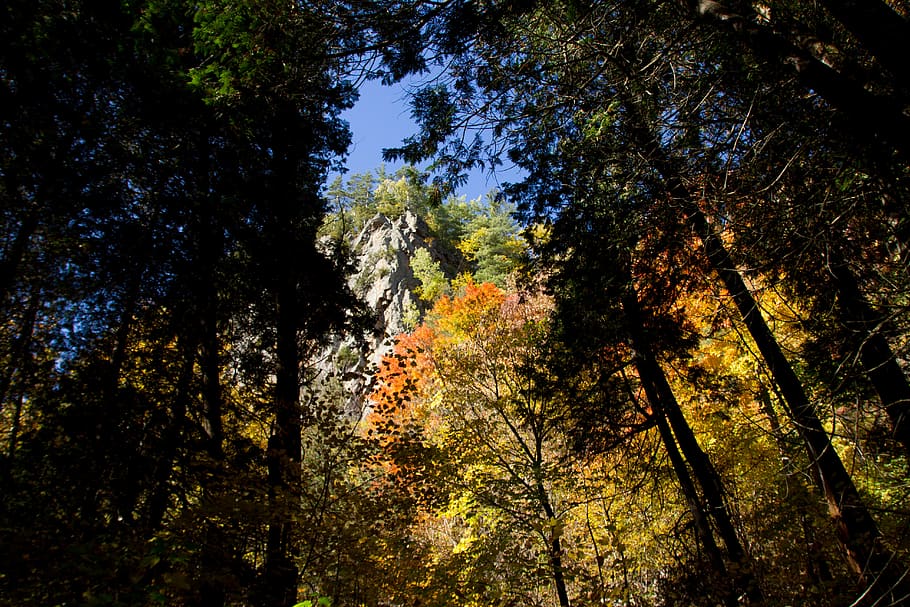 forest, autumn, tree, plant, beauty in nature, growth, land HD wallpaper