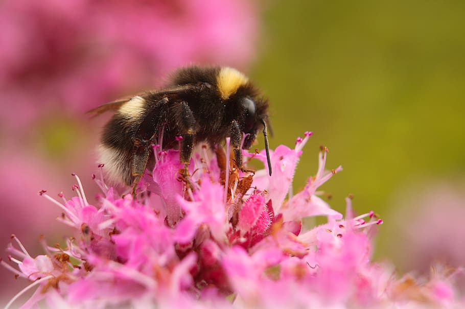bumble, bee, bumblebee, insect, nature, flower, pollen, nectar HD wallpaper