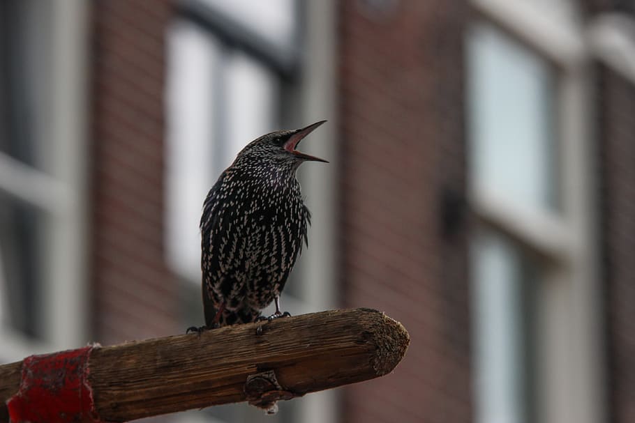 small brown perching on wood, one animal, animal themes, focus on foreground HD wallpaper