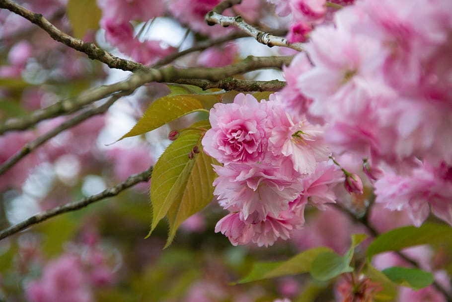 pink petaled flowers, plant, blossom, bremen, deutschland, cherry blossom HD wallpaper