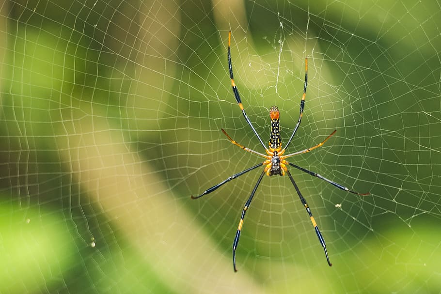 Yellow Spider, animal, arachnid, close-up, cobweb, macro, spider's web HD wallpaper