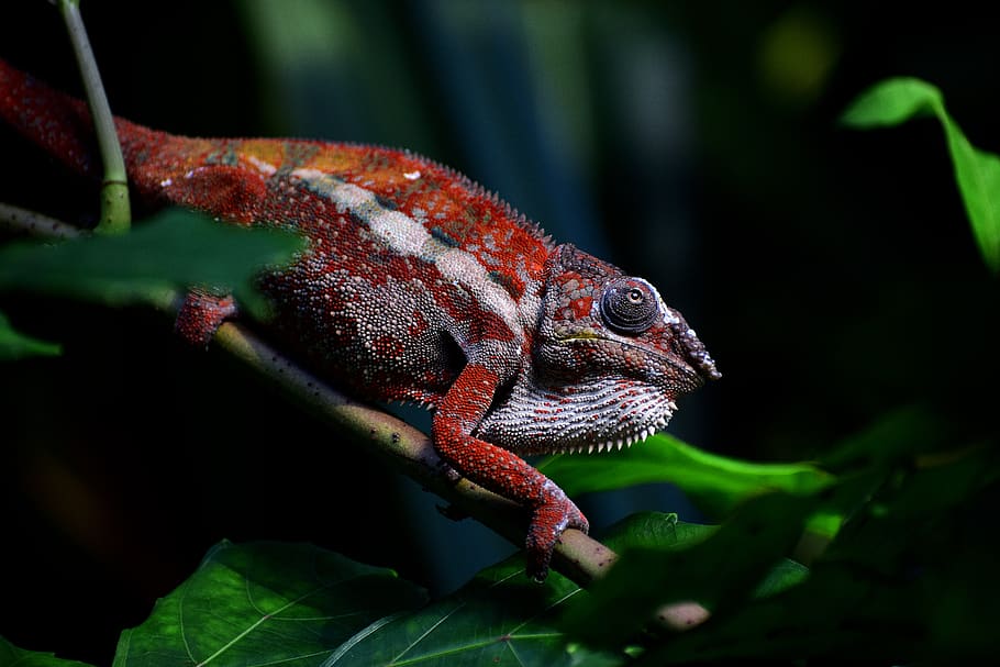 red chameleon crawling on stem, animal themes, animal wildlife HD wallpaper