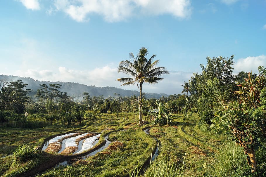 sidemen, indonesia, ricefield, bali, palmtrees, argiculture, HD wallpaper