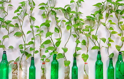 green leafed plants, pottery, vase, jar, food, vegetable, produce HD wallpaper