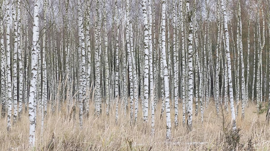 birch, forest, nature, land, plant, no people, backgrounds HD wallpaper
