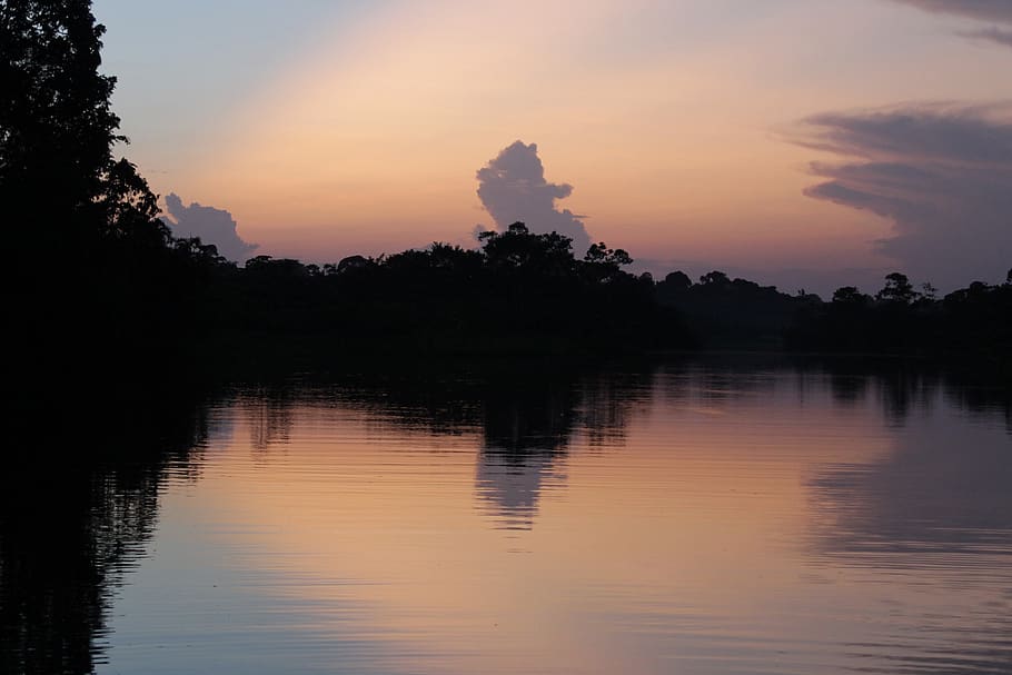 amazon, ecuador, landscape, exotic, forest, red, tropical, tree HD wallpaper