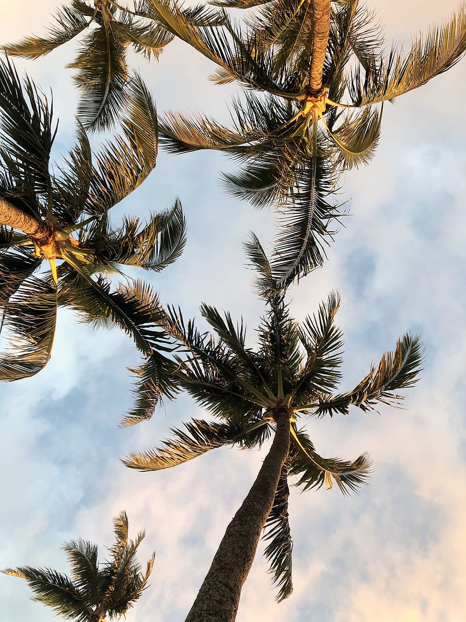 green palm trees, plant, arecaceae, abies, fir, conifer, animal HD wallpaper