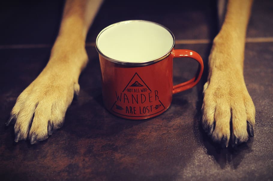 poland, mug, wander, lost, mountain, paws, shepard, orange HD wallpaper