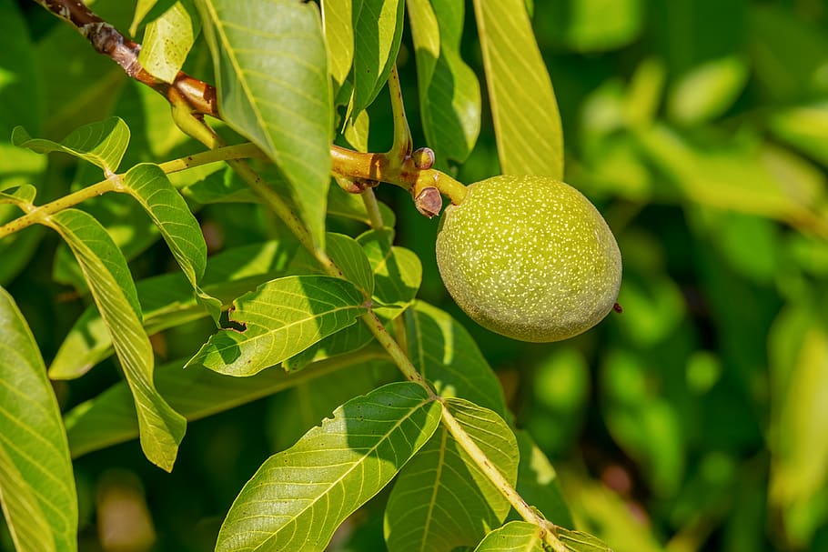 walnut, fruit, immature, growth, walnut tree, leaves, green HD wallpaper