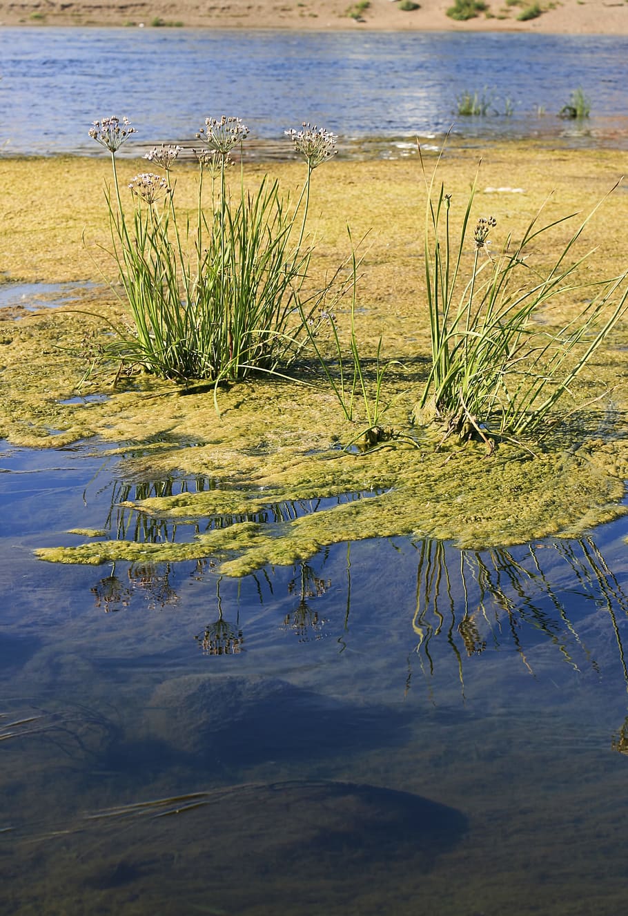 blue, river, grass, scene, water, yellow, daylight, plant, lake HD wallpaper