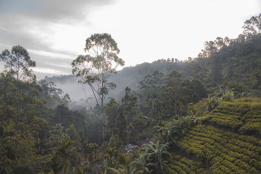 vegetation, plant, rainforest, tree, land, nature, outdoors HD wallpaper