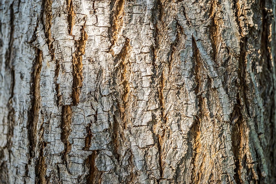 tree, background, nature, forest, landscape, texture, pattern HD wallpaper