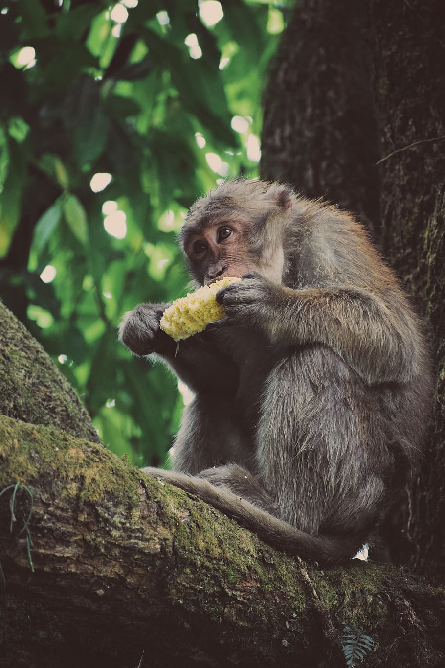 gray monkey eating corn, animal wildlife, animals in the wild HD wallpaper