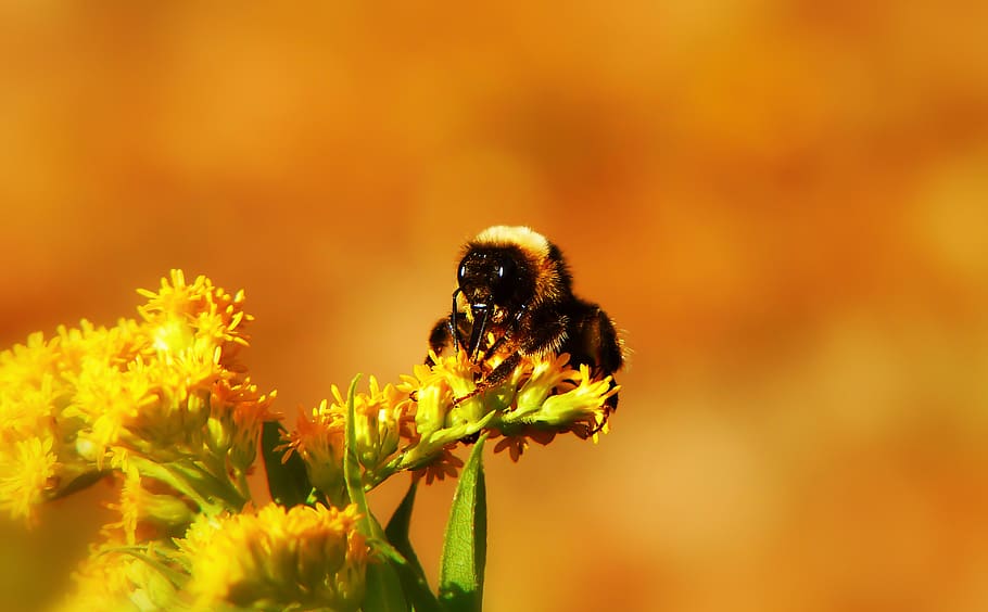 animal, animal themes, one animal, animal wildlife, animals in the wild HD wallpaper