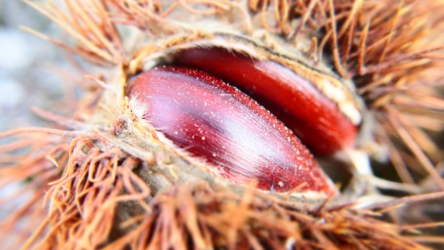 chestnut, close-up, no people, selective focus, nature, food and drink HD wallpaper