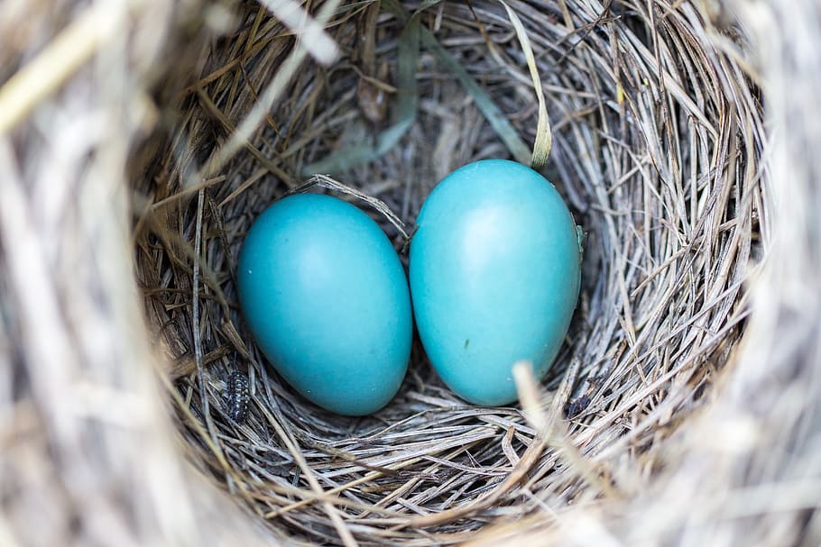 Selective Focus Photography2 Blue Egg on Nest, bird nest, birth HD wallpaper
