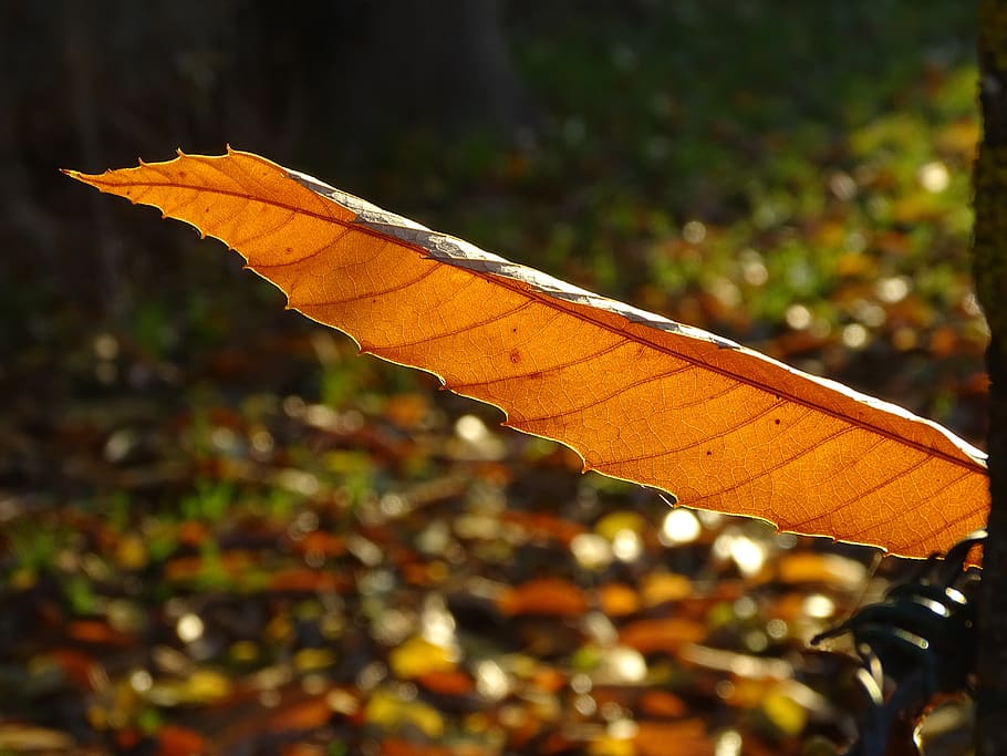 leaf, chestnut, fall, nature, light, orange, plant part, close-up HD wallpaper