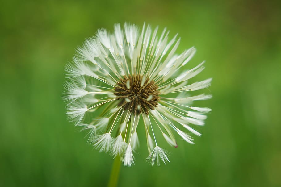 baker, dandelion, spring, plant, garden, flower, flowering plant HD wallpaper