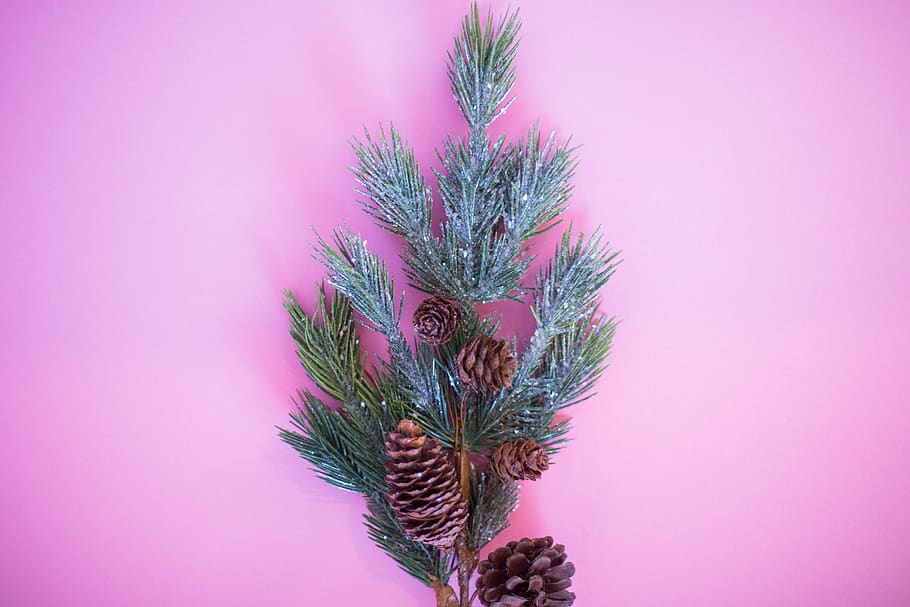 tree, plant, conifer, pine, ornament, flower, blossom, spruce HD wallpaper