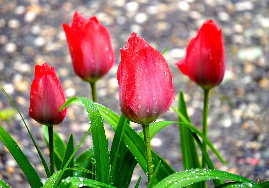 tulip, blossom, bloom, spring, flowers, flora, plant, flowering plant HD wallpaper