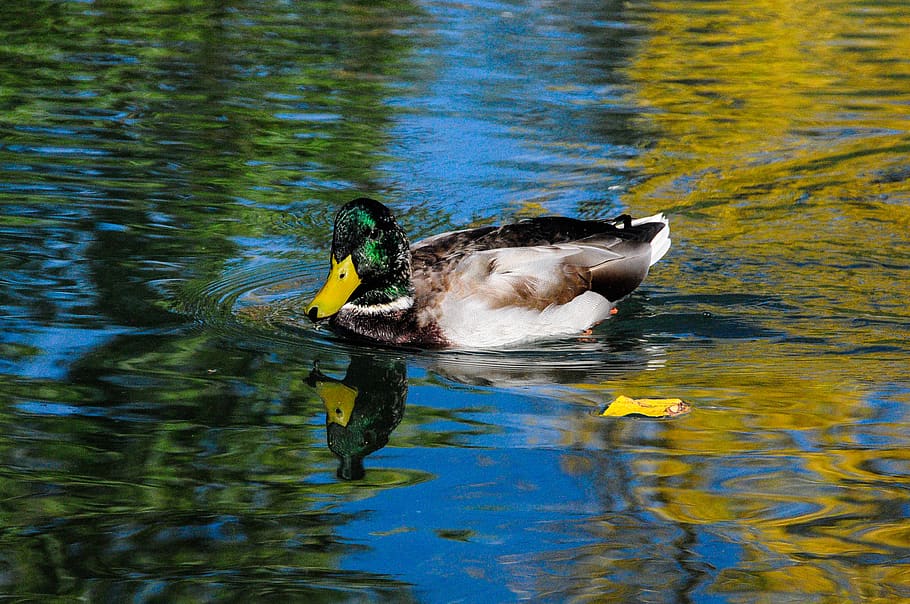 canada, calgary, duck, mallard, bird, animal themes, animals in the wild HD wallpaper