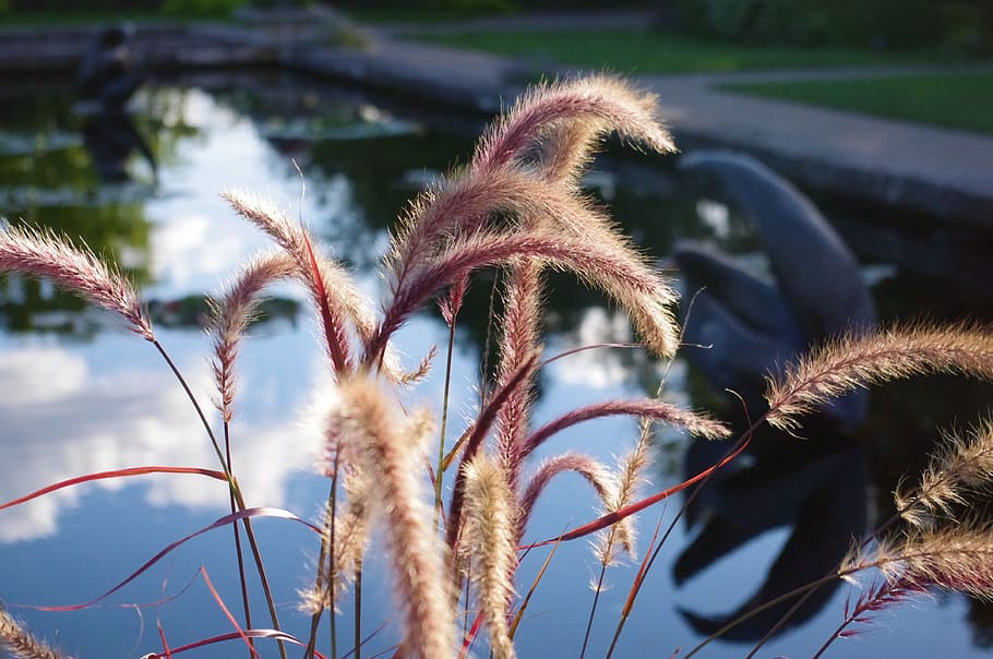 ornamental grass at olbrich, botanical, gardens, outdoor, reflection, HD wallpaper