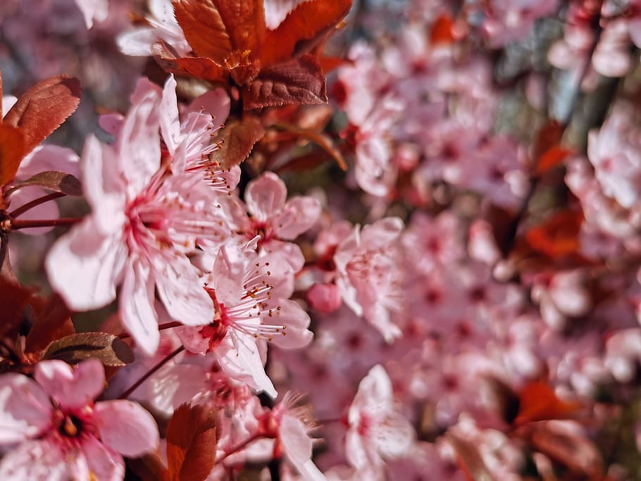 cherry blossom, japan, tree, flower, flowering plant, fragility HD wallpaper