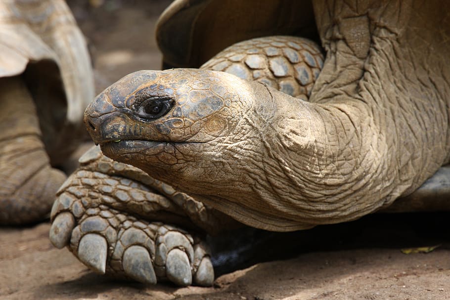 giant tortoise, turtle, reptile, panzer, armored, zoo, slowly, HD wallpaper