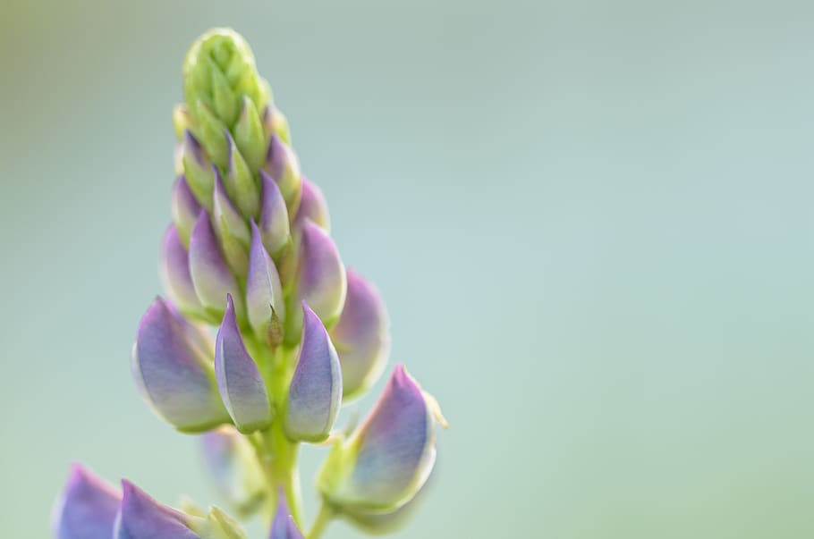 pale, calm, soft, violet, green, flower, blossom, bloom, spring HD wallpaper