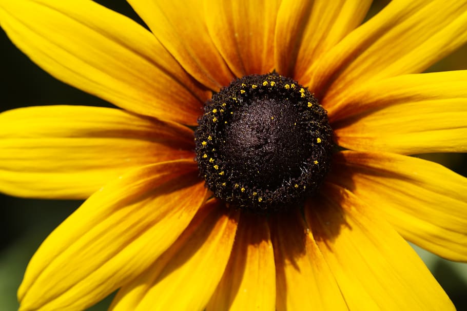 coneflower, yellow, close up, macro, flower garden, blossom HD wallpaper