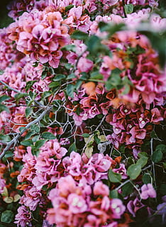 flower, spring, fall, winter, summer, plant, sigma, canon, adventure HD wallpaper