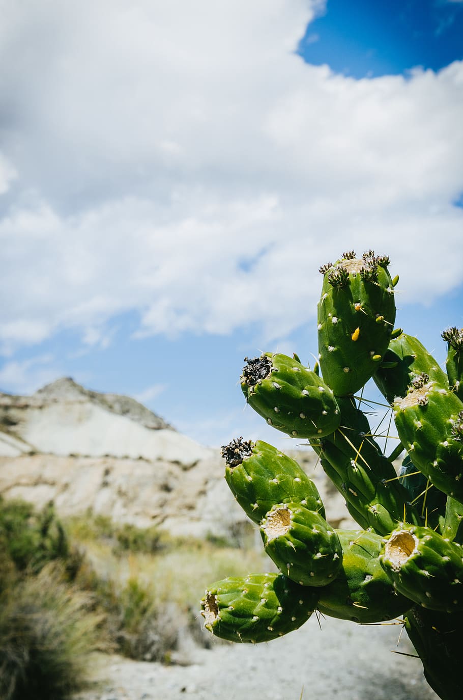 desert, sun, hot, green, plant, cacti, cactus, spain, growth HD wallpaper
