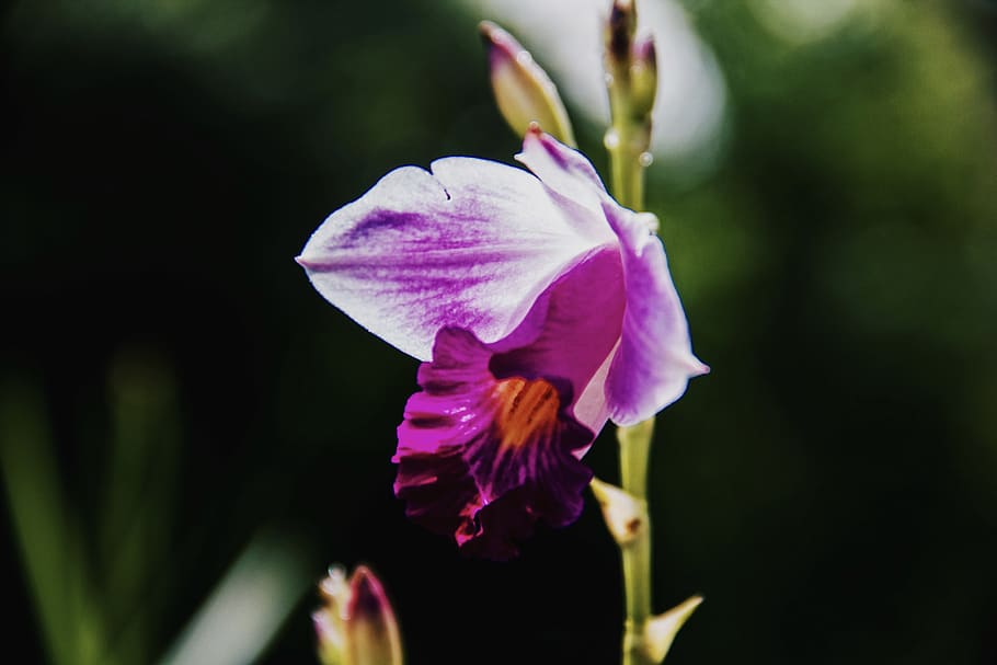 flower, nature, flowering plant, petal, fragility, vulnerability HD wallpaper