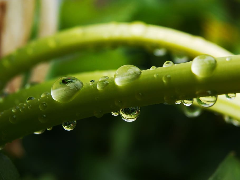 drop, drops, stem, green, focus, macro, fresh, plant, wallpaper HD wallpaper