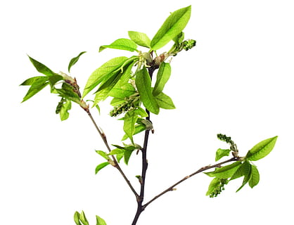 branch, tree, leaf, green, white, plant, isolated, growth, nature HD wallpaper
