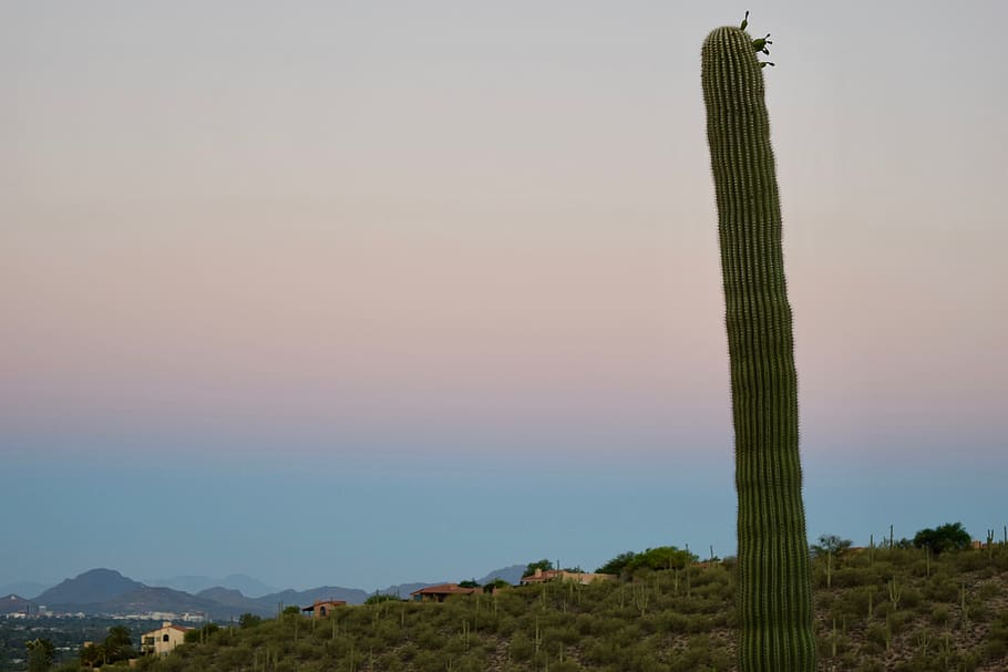 tucson, united states, cacti, desert, sky, houses, arizona, HD wallpaper