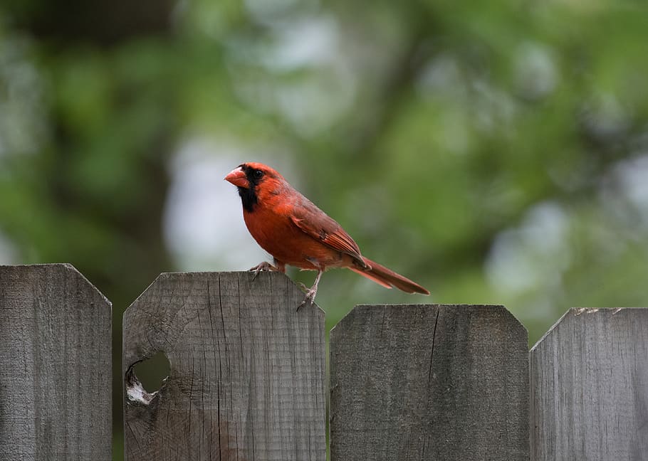 bird, close, blur, tree, hole, fence, red, green, animal, animal themes HD wallpaper