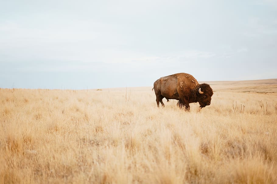 brown yak on brown grass field during day, buffalo, bison, meadow, HD wallpaper