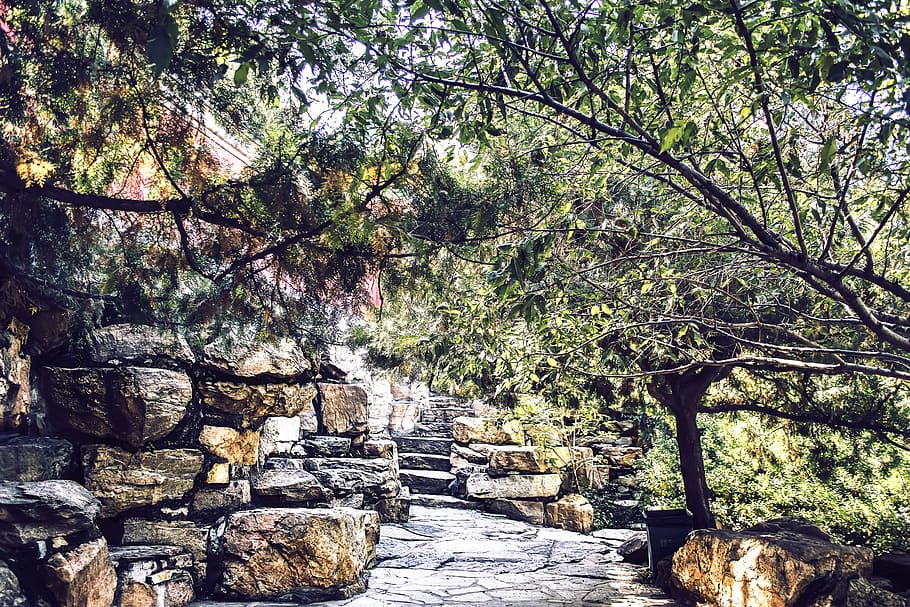 china, beijing, tree, plant, nature, rock, solid, rock - object HD wallpaper