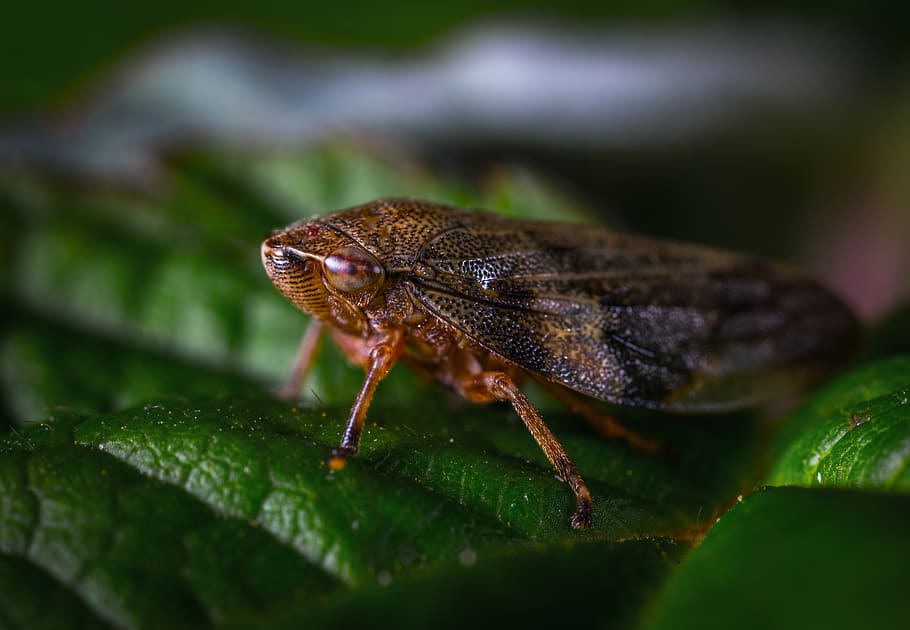 Close-up Photography Of Insect, beetle, bug, little, macro, animal themes HD wallpaper