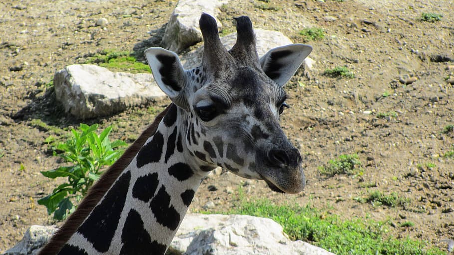 hungary, budapest, animal, animal themes, one animal, animals in the wild HD wallpaper